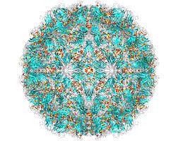 A minority of rhinovirus serotypes use the ldh receptor and one rhinovirus serotype uses sialoprotein. Rhinovirus Wikipedia