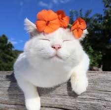 Cute kitty wishes you a nice day. Kitty Cat Animals Flowers Cute Cats Cute Animals Cute Cats