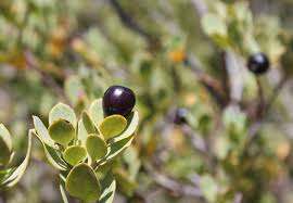 Image result for Osyris compressa