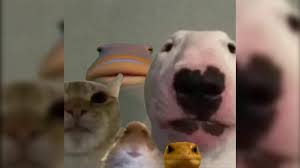 About press copyright contact us creators advertise developers terms privacy policy & safety how youtube works test new features press copyright contact us creators. Staring Animals Know Your Meme