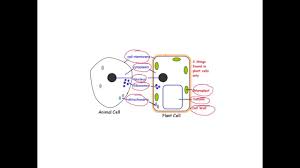 5 all cells are surrounded by a plasma membrane. Animal Plant And Bacterial Cells Youtube