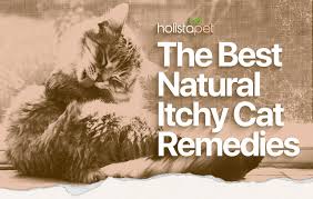 Prevent fleas from irritating a pet cat with pet. Best Home Remedies For Your Cat S Itchy Skin Step By Step Holistapet