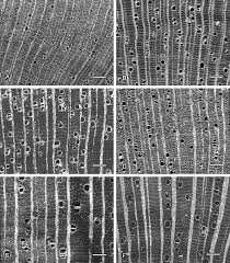 Image result for Monanthotaxis poggei