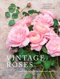 Submitted 6 months ago by gigifuji50. Fighting Temeraire David Austin Rose The Gardener S Eden