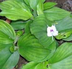 Baca selengkapnya 2 tips cara membuatnya pestisida organik berikut ini. Kencur Kaempferia Galanga Manfaat Dan Cara Budidaya Buah Pikiran