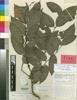 Image result for Sorindeia winkleri