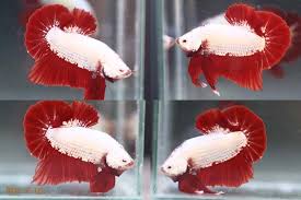 Zum verkauf steht dieses wunderschöne betta splendens giant männchen in der farbe mustard gas. Betta Fish Sale On Twitter Platinum Red Dragon Hmpk Betta Bettafish Pets Fishtank Fish