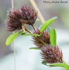 Check spelling or type a new query. Round Headed Bush Clover The Natural Web