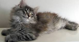 Pin By Petsociety On Oh I Like That 10 Norwegian Forest Cat Forest Cat Cats
