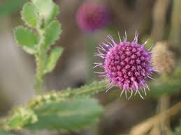 Image result for Sphaeranthus gazaensis