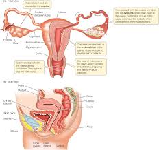Fallopian tubes, uterus and vagina. Figure 37 10