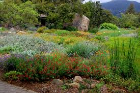 California grasslands & vernal pools initiative. Plant Choices Matter Common Invasive Garden Plants Their Alternatives Sustainable Conservation