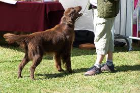 John's water dogs, which were essentially the same breed. Flat Coated Retriever Wikiwand