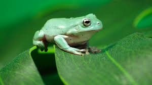 Check spelling or type a new query. A Guide To Caring For White S Tree Frogs As Pets