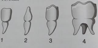 Maybe you would like to learn more about one of these? 11 Gigi Yang Berjumlah 8 Ditunjukkan Oleh Nomora 1 Dan 2b 1 Dan 3c 2 Dan 4d 3 Dan 4 Brainly Co Id