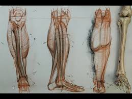 Practice drawing the whole figure and detailed studies of some especially difficult parts. Anatomy For Artists The Lower Leg Muscles Youtube