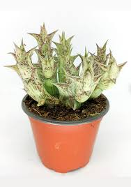 Image result for Orbea carnosa