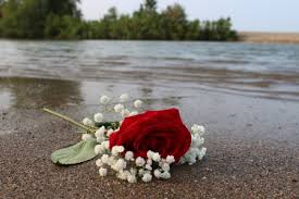 Check spelling or type a new query. Rose On A Beach Flowers Nature Background Wallpapers On Desktop Nexus Image 2418948