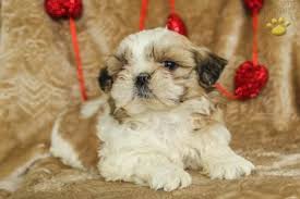 Satilik Shih Tzu Yavrular Satilik Shih Tzu Yavrular Kopek Kopekseverler Kopeksahiplendirme Kopekyavrusu Evcilhayvan E Shih Tzu Kopek Evcil Hayvanlar
