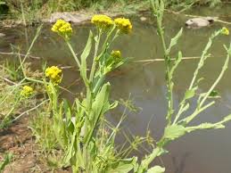 Image result for Nidorella auriculata