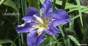 With just a little care, they'll look pristine all through the season! Louisiana Iris Care Info Tips On Growing The Water Iris