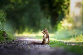 Squirrel Nature Cute Free Photo On Pixabay Over 300,000 high quality photos, illustrations, and vector graphics on pixabay.com. squirrel nature cute free photo on