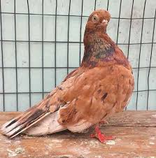 3,319 likes · 24 talking about this · 8 were here. Jenis Burung Merpati Dara Berdasarkan Kemampuan Terbang Ukuran Bentuk Badan Dan Warna Bulu Blognya Mas Adi