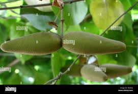 Image result for Marsdenia dregea