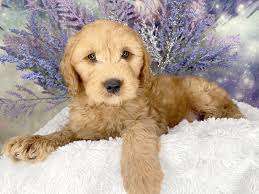 Browse goldendoodle puppies for sale from 5 star breeders with uptown puppies. Mini Goldendoodle Dog Male Rd 3154614 Petland Lancaster Ohio