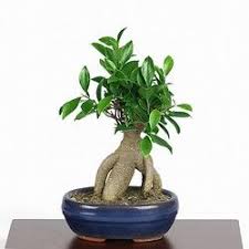 Ficus Ginseng Bonsai Ginseng Power For The Bonsai Lover Bonsai Agaclari Bonsai Bitkisi Bitki