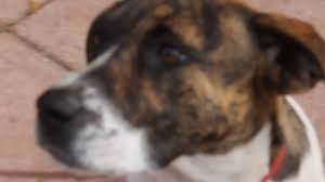 Check spelling or type a new query. Marley 8 Month Old Boxer Mix Female Adopt Thru Florida Pointer Rescue Youtube