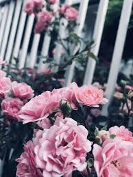 Background Tumblr Beautiful Aesthetic Sun Sunset Flower Pink Landscape Nature Flower Wallpaper Flower Aesthetic Flowers