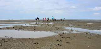 Sie entstehen durch die gravitation (=massenanziehung) des mondes. Wattwanderung Nordsee Wandern Auf Dem Meeresboden