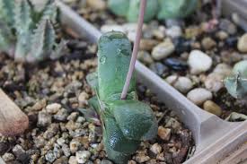 Image result for Huernia longituba