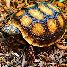 Small Medium Large And Giant Tortoises For Sale Shop By