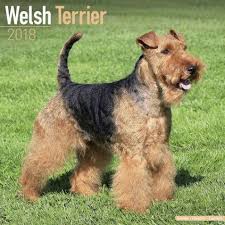 Avonside Hunde Kalender 2018 Avonside Hunde Wandkalender 2018 Welsh Terrier Hunderassen Liste Hunderassen Kleine Hunderassen