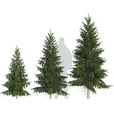 Spruce Tree 3d Model Spruce Tree 3d Model Tree