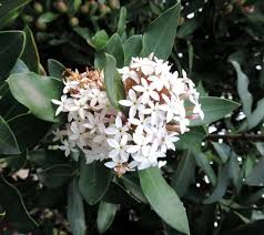 Image result for Acokanthera schimperi