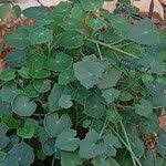 Image result for Senecio oxyriifolius