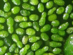 Image result for Wolffia