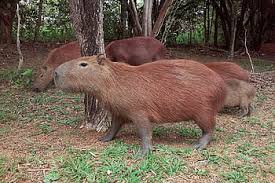 Capybara's are literally friends with everyone. Royalty Free Capybaras Photos Free Download Pxfuel