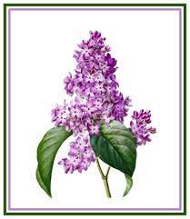 Find great deals on ebay for lilac cross stitch pattern. Redoute Flower Lilac Counted Cross Stitch Chart Pattern 736902924280 Ebay