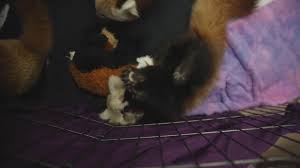 Look for the famous red panda style of lounging with all four legs dangling below them while they stretch out on a limb. Zoo Knoxville Cautiously Optimistic About New Red Panda Cub Wbir Com