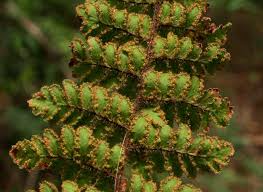 Image result for Cheilanthes hirta