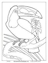We've searched high and low for free bird coloring pages. Realistic Birds Coloring Pages Awetemplats