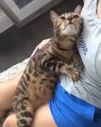 Meow Funny Cat Videos On Instagram I Just Love This Follow Meowgadgets For More Follow Meowgad Cute Cats Cute Cats And Kittens Cats And Kittens