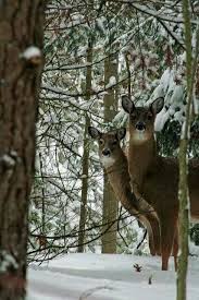 Epingle Par Zehra Ozkazanc Sur Dag Evi Animaux Sauvages Animaux Foret Image Animaux
