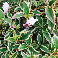Online since 2002 · online since 2002 · unbeatable prices Weigela Florida Kolmagira Syn Weigela Florida Magical Rainbow Weigela Florida Rainbow Sensation Weigela Magical Rainbow Uploaded By Missjaneb
