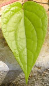 Daun sirih merupakan salah satu tanaman yang sering digunakan dalam berbagai pengobatan tradisional baik di dalam negeri maupun di luar negeri. A Story Of The Betel And The Areca Tree Tota