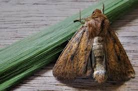 Image result for Globia algae